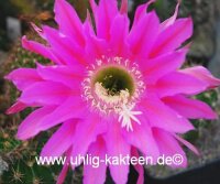 Echinopsis-Hybr. Maria Piazza Schick Hybride