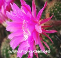Echinopsis-Hybr. Maria Piazza Schick Hybride