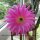 Echinopsis-Hybr. Maria Piazza Schick Hybride