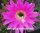 Echinopsis-Hybr. Maria Piazza Schick Hybride