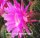 Echinopsis-Hybr. Maria Piazza Schick Hybride