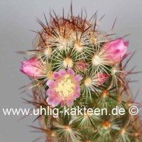 Mammillaria elongata cv. Rufocrocea Pink Flower