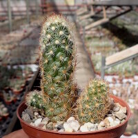Mammillaria elongata cv. Rufocrocea Pink Flower