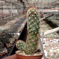 Mammillaria elongata cv. Rufocrocea Pink Flower
