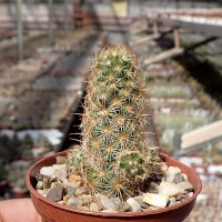 Mammillaria elongata cv. Rufocrocea Pink Flower