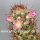 Mammillaria elongata cv. Rufocrocea Pink Flower