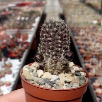 Rebutia friedrichiana EZ 542