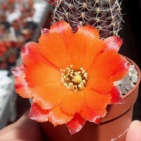 Rebutia friedrichiana EZ 542