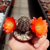 Rebutia friedrichiana EZ 542
