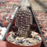 Rebutia friedrichiana EZ 542