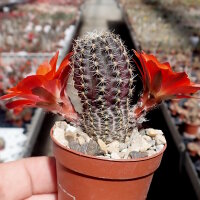 Rebutia friedrichiana EZ 542