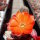 Rebutia friedrichiana EZ 542