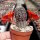 Rebutia friedrichiana EZ 542
