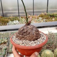 Dioscorea elephantipes XL