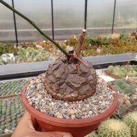 Dioscorea elephantipes XL