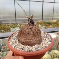 Dioscorea elephantipes XL