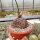 Dioscorea elephantipes XL