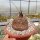 Dioscorea elephantipes XL