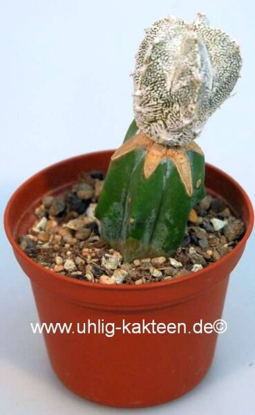 Astrophytum myriostigma cv. Onzuka Hakuun gepfr.