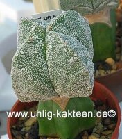 Astrophytum myriostigma cv. Hakuun quadricostata