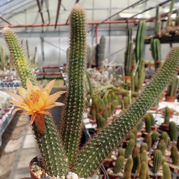 Hildewintera aureispina-Hybr. Humkes kleine Gelbe