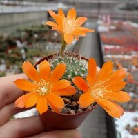 Rebutia fiebrigii WK 1190