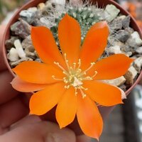 Rebutia fiebrigii WK 1190