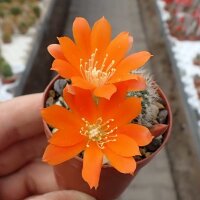 Rebutia fiebrigii WK 1190