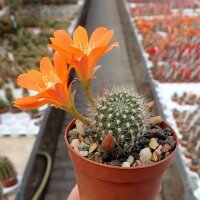 Rebutia fiebrigii WK 1190