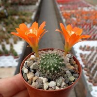 Rebutia fiebrigii WK 1190
