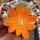 Rebutia fiebrigii WK 1190