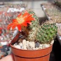 Rebutia hegeri nom.nud. No 41/1986