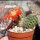 Rebutia hegeri nom.nud. No 41/1986