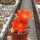 Rebutia hegeri nom.nud. No 41/1986