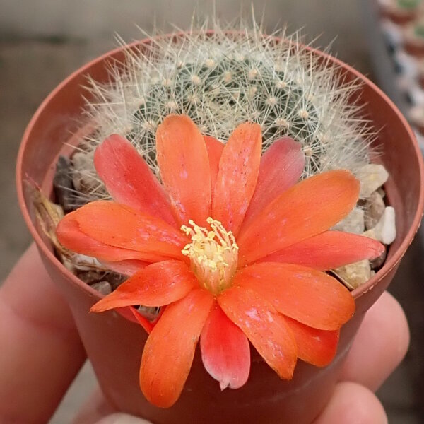 Rebutia jujuyana WR 220
