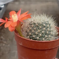 Rebutia jujuyana WR 220