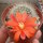 Rebutia jujuyana WR 220