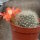 Rebutia jujuyana WR 220