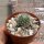 Rebutia kieslingii Lode 2146