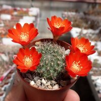 Rebutia pseudodeminuta DL 051