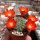 Rebutia pseudodeminuta DL 051