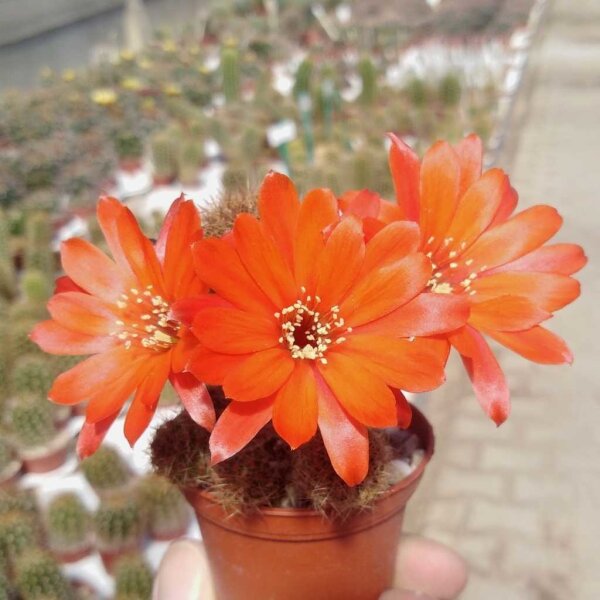 Rebutia borealis WK 1033