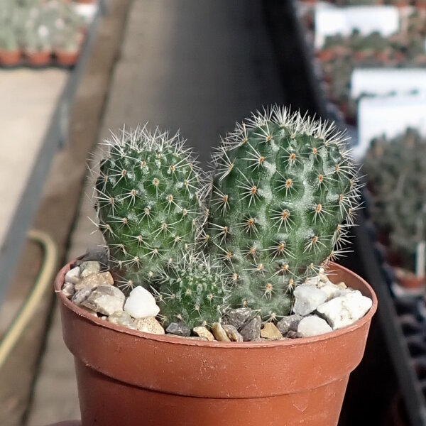 Rebutia spegazziniana WR 492