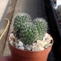 Rebutia spegazziniana WR 492