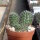Rebutia spegazziniana WR 492