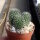 Rebutia spegazziniana WR 492