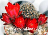 Rebutia friedrichiana