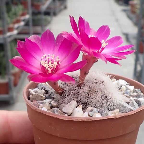 Sulcorebutia senilis n.n JD 330
