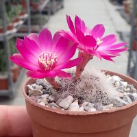 Sulcorebutia senilis n.n JD 330