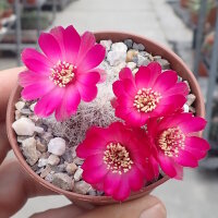 Sulcorebutia senilis n.n JD 330
